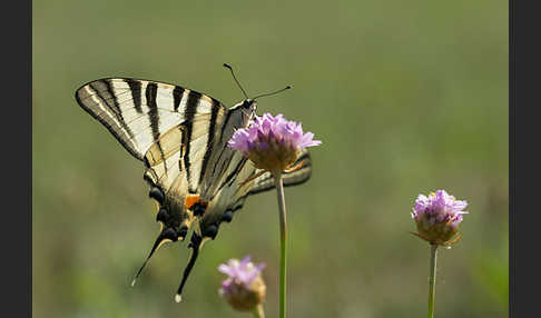 Segelfalter (Iphiclides podalirius)