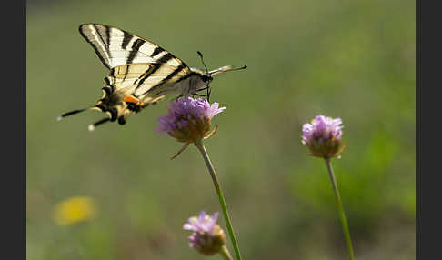 Segelfalter (Iphiclides podalirius)