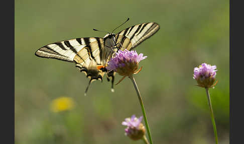 Segelfalter (Iphiclides podalirius)