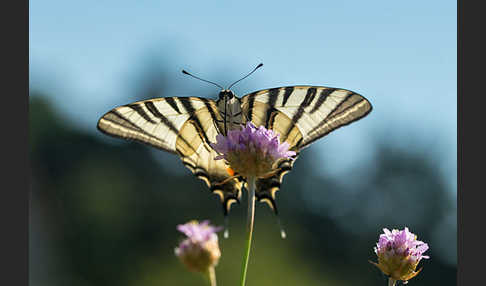 Segelfalter (Iphiclides podalirius)