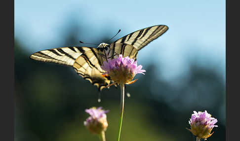 Segelfalter (Iphiclides podalirius)