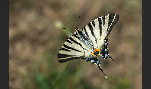 Segelfalter (Iphiclides podalirius)