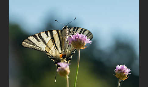 Segelfalter (Iphiclides podalirius)