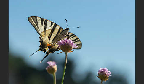 Segelfalter (Iphiclides podalirius)