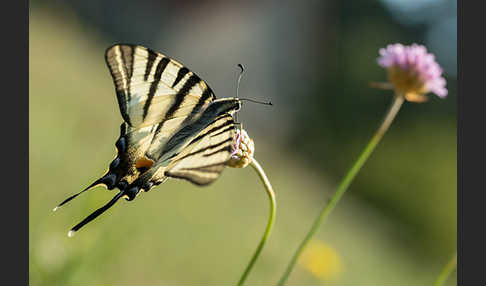 Segelfalter (Iphiclides podalirius)