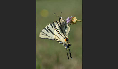 Segelfalter (Iphiclides podalirius)