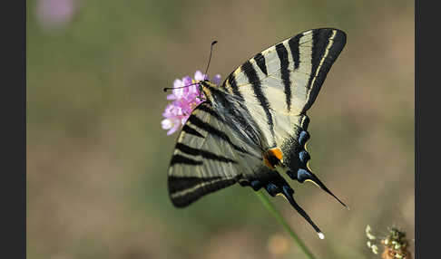 Segelfalter (Iphiclides podalirius)