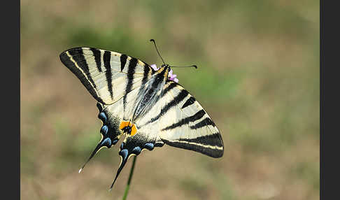 Segelfalter (Iphiclides podalirius)