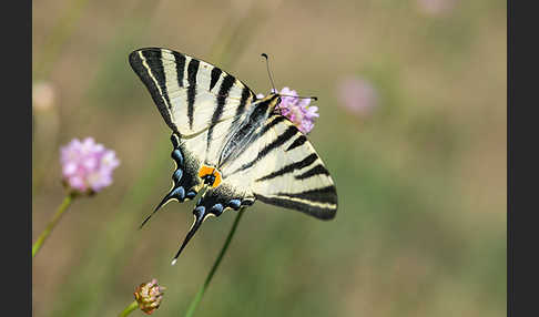 Segelfalter (Iphiclides podalirius)