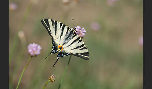 Segelfalter (Iphiclides podalirius)