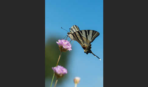 Segelfalter (Iphiclides podalirius)