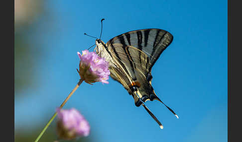 Segelfalter (Iphiclides podalirius)