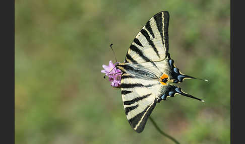 Segelfalter (Iphiclides podalirius)