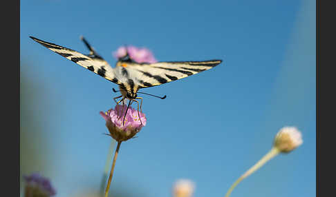 Segelfalter (Iphiclides podalirius)