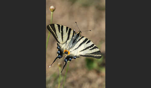 Segelfalter (Iphiclides podalirius)