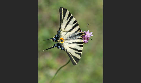 Segelfalter (Iphiclides podalirius)