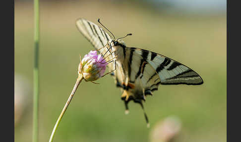 Segelfalter (Iphiclides podalirius)