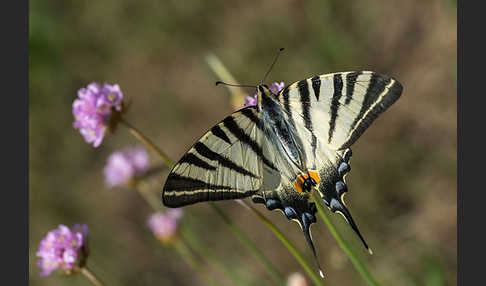 Segelfalter (Iphiclides podalirius)