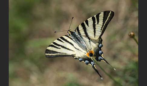 Segelfalter (Iphiclides podalirius)