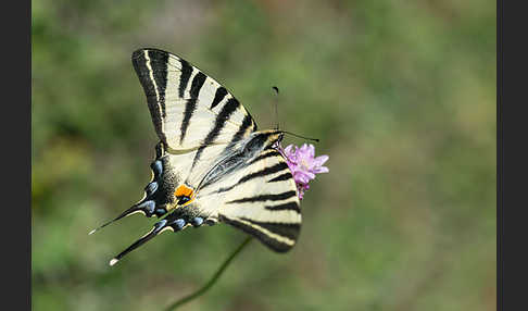 Segelfalter (Iphiclides podalirius)