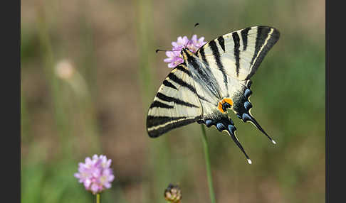 Segelfalter (Iphiclides podalirius)