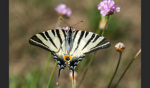 Segelfalter (Iphiclides podalirius)