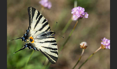 Segelfalter (Iphiclides podalirius)