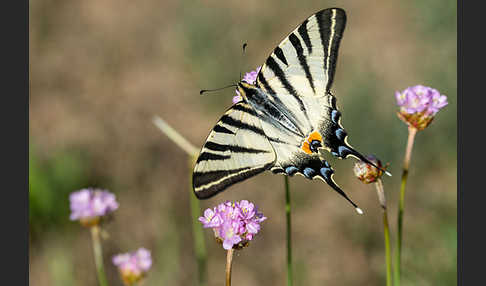 Segelfalter (Iphiclides podalirius)