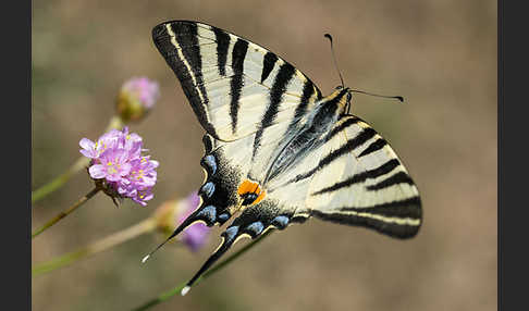 Segelfalter (Iphiclides podalirius)