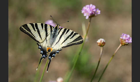 Segelfalter (Iphiclides podalirius)