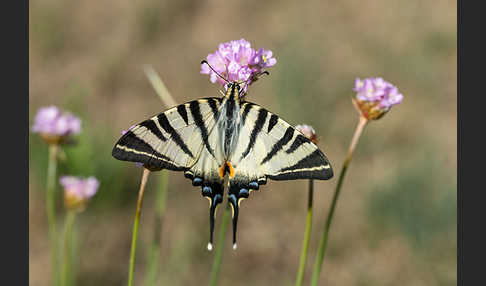 Segelfalter (Iphiclides podalirius)