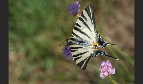 Segelfalter (Iphiclides podalirius)