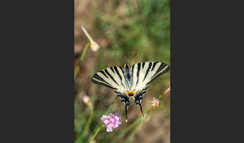 Segelfalter (Iphiclides podalirius)