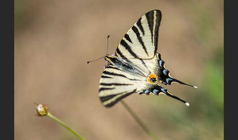 Segelfalter (Iphiclides podalirius)