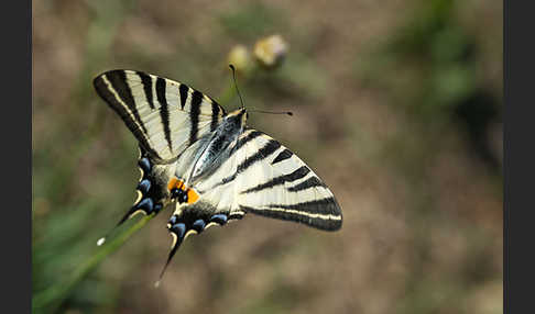 Segelfalter (Iphiclides podalirius)