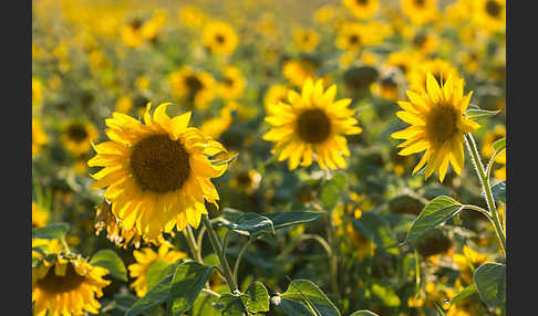 Gewöhnliche Sonnenblume (Helianthus annuus)