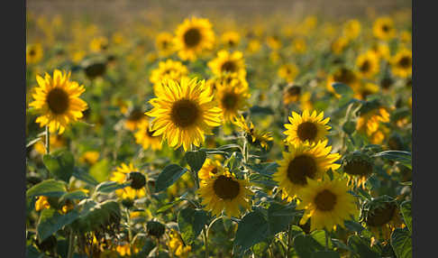 Gewöhnliche Sonnenblume (Helianthus annuus)