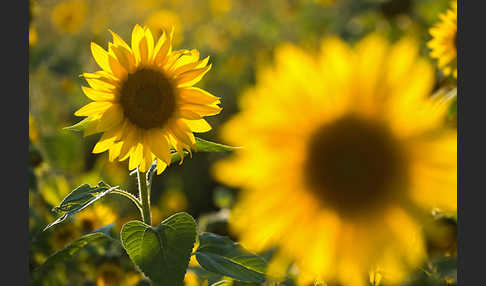 Gewöhnliche Sonnenblume (Helianthus annuus)