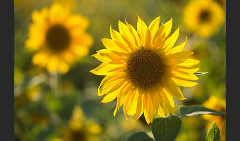 Gewöhnliche Sonnenblume (Helianthus annuus)