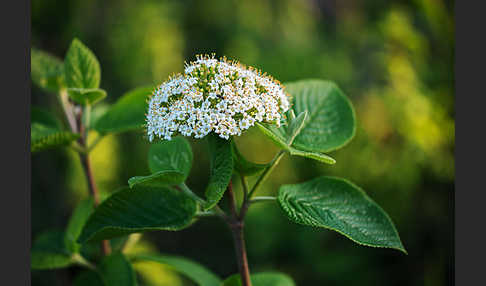 Wolliger Schneeball (Viburnum lantana)