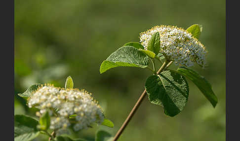 Wolliger Schneeball (Viburnum lantana)