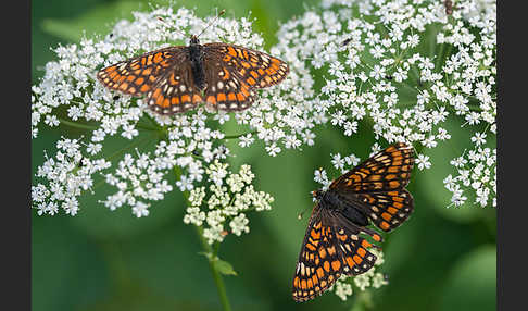 Eschen-Scheckenfalter (Euphydryas maturna)