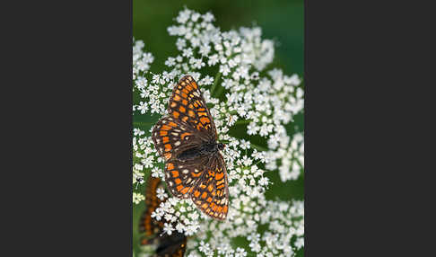 Eschen-Scheckenfalter (Euphydryas maturna)