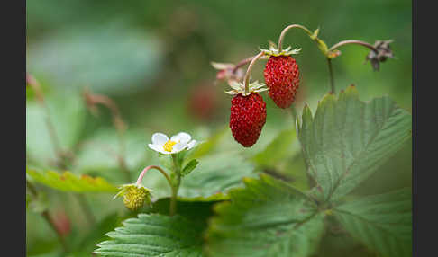 Wald-Erdbeere (Fragaria vesca)