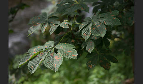 Rosskastanienminiermotte (Cameraria ohridella)