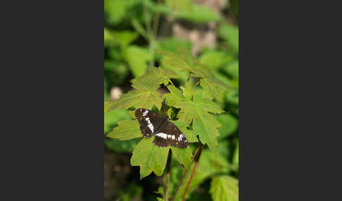 Kleiner Eisvogel (Limenitis camilla)