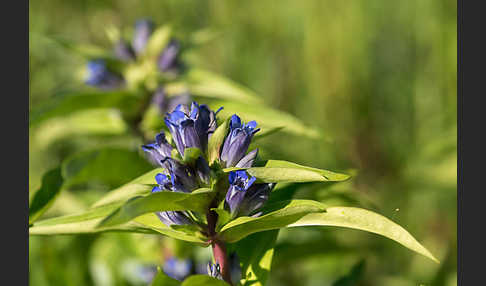 Kreuz-Enzian (Gentiana cruciata)