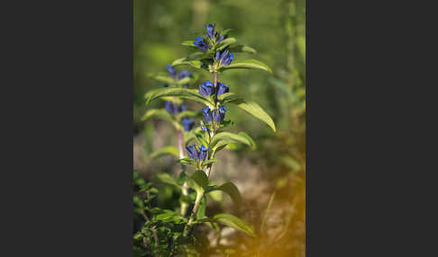 Kreuz-Enzian (Gentiana cruciata)