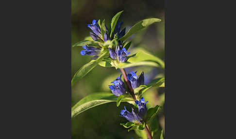 Kreuz-Enzian (Gentiana cruciata)