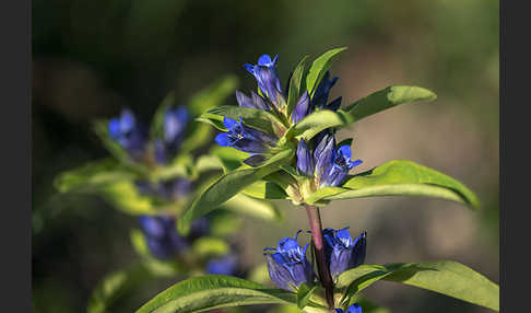 Kreuz-Enzian (Gentiana cruciata)